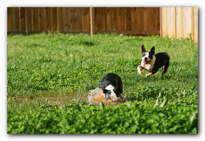 muddy boston terrier puppies