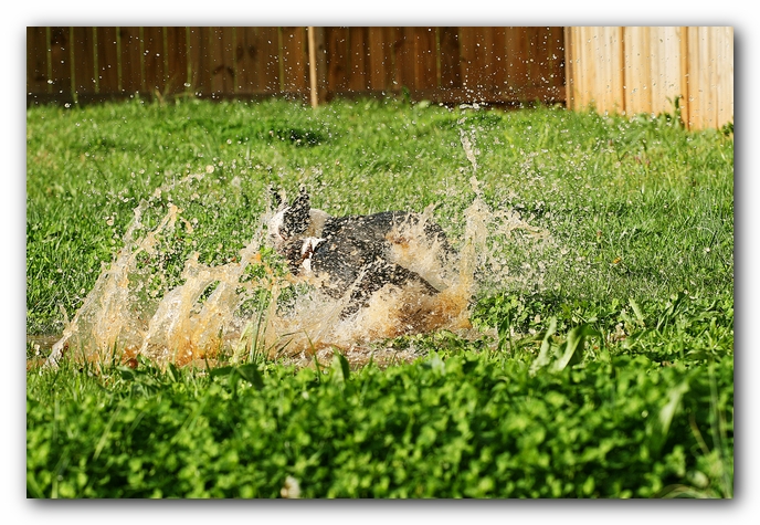 muddy boston terrier puppies