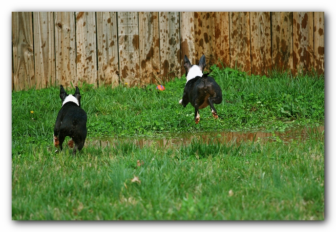 muddy boston terrier puppies