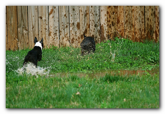 muddy boston terrier puppies