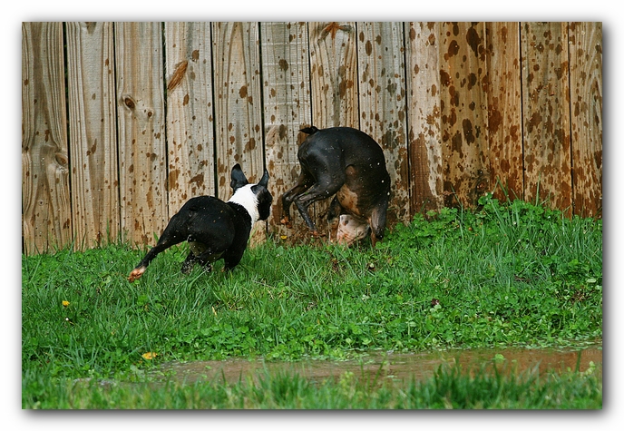 muddy boston terrier puppies