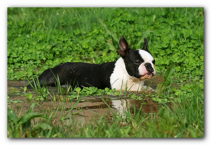 muddy boston terrier puppies