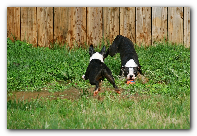 muddy boston terrier puppies