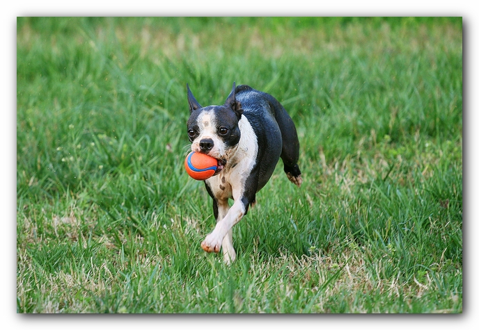 muddy boston terrier puppies