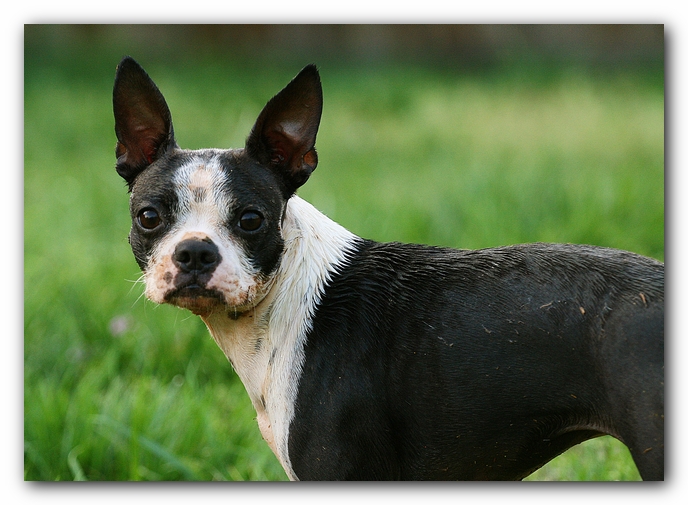 muddy boston terrier puppies