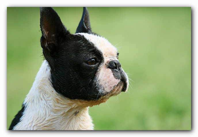 muddy boston terrier puppies