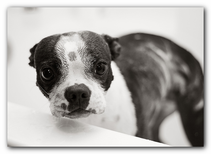 muddy boston terrier puppies