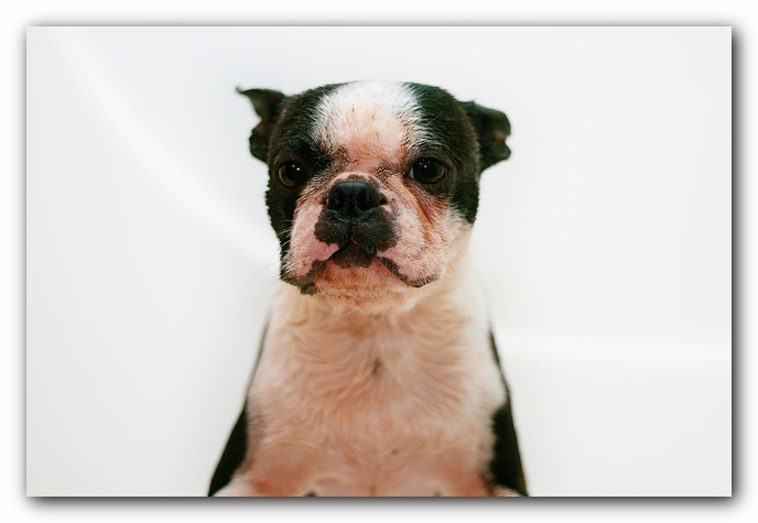 muddy boston terrier puppies