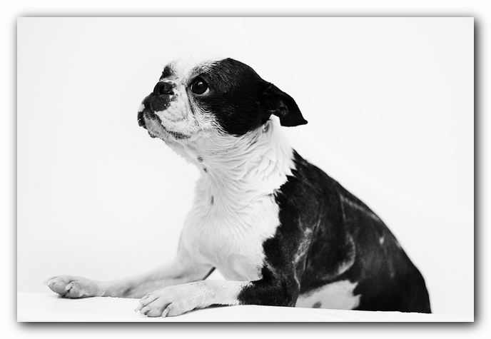 muddy boston terrier puppies