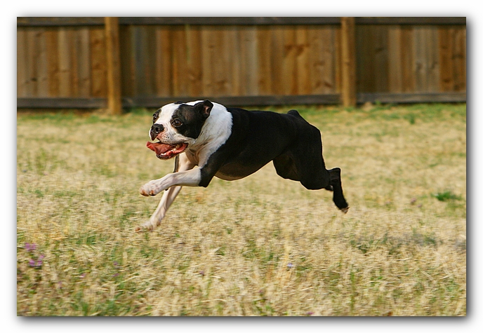 muddy boston terrier puppies