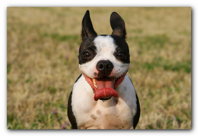 muddy boston terrier puppies