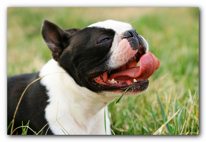 muddy boston terrier puppies