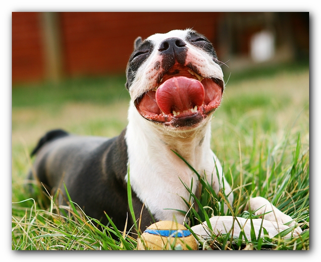 muddy boston terrier puppies