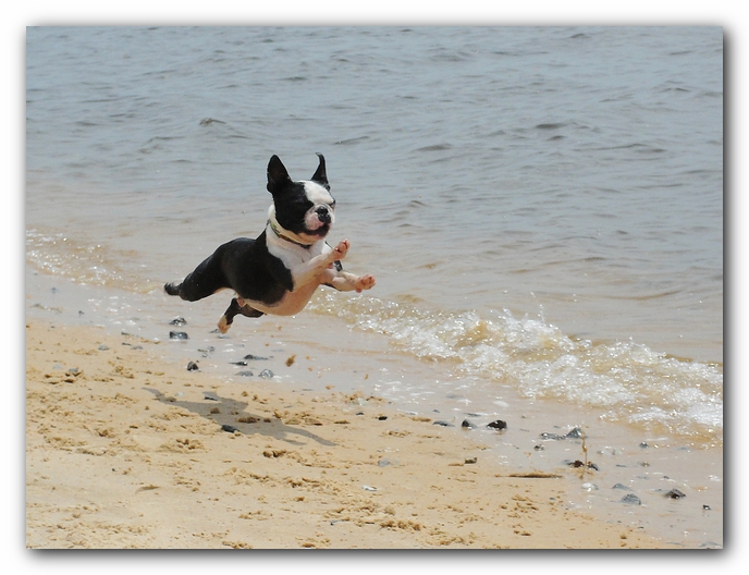 boston terriers on the beach