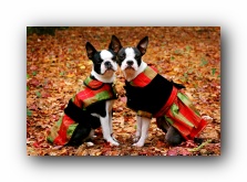 boston terrier puppies