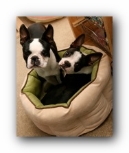 miley and howie boston terrier puppies