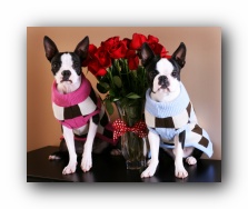 boston terriers