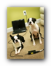 boston terriers