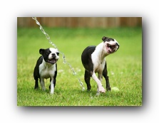 boston terrier puppies