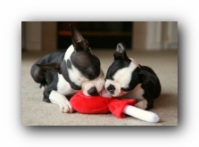 Miley and Howie - Boston Terrier Puppies