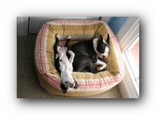 Miley and Howie - boston terrier puppies