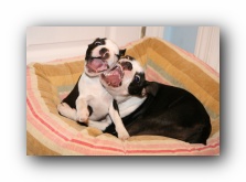 Miley and Howie - Boston Terrier Puppies