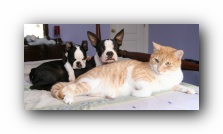 Miley and Howie - Boston Terrier Puppies - And Hobbes the Cat!