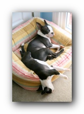 Miley and Howie - Boston Terrier Puppies