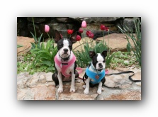 miley and howie - boston terrier puppies