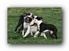 miley and howie - boston terrier puppies