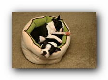 Miley and Howie - Boston Terrier Puppies
