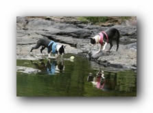 miley and howie the boston terrier puppies