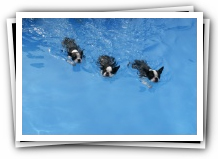 big spring park and swimming with boston terrier puppies