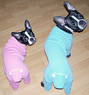 Kipper and Kaycee Boston Terrier Puppies