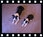 Miley and Howie - Boston Terrier Puppies - Trick Video