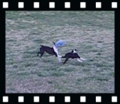 Howie and Miley fetch the frisbee